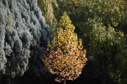 više vrsta drveća u jesen