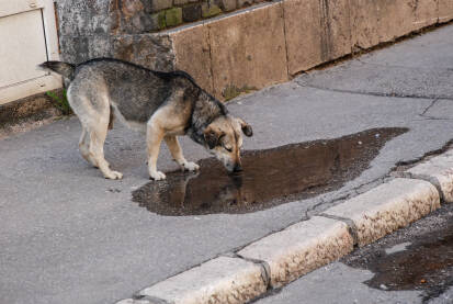 Napušteni pas pije vodu iz lokve na ulici.