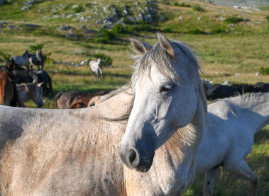Divlji konji u prirodi. Portret bijelog konja na planini.