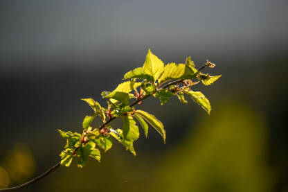 Mlado lišće na granama drveća u proljeće. Listovi na drvetu u šumi.