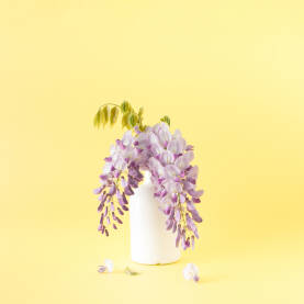 Ljubičasto cvijeće u bijeloj boci za piće na žutoj pozadini.