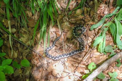 Poskok je najotrovnija zmija u Europi. Zmija kamuflirana u šumi. Zmija poskok. Vipera ammodytes.