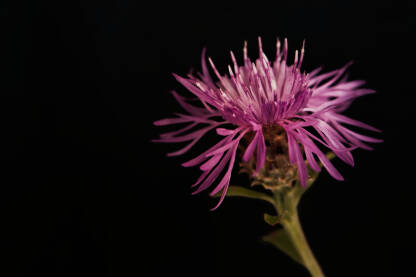Zečina (različak, modrulja, tartorina, lat. Centaurea), veliki biljni rod jednogodišnjeg i dvogodišnjeg raslinja. Cvijet,krupni plan,na tamnoj podlozi.
