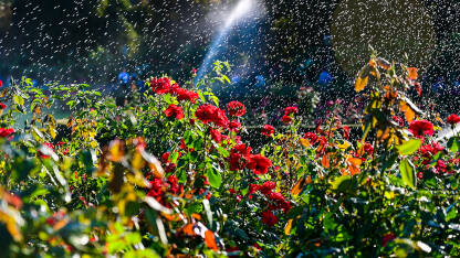 Predivne crvene ruže u parku tokom zalaska sunca. Cvijeće u cvatu u proljeće. Kapljice vode prskaju po ružama koje cvjetaju.