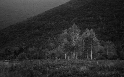 Bijele breze na Baljevcu