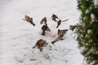 Vrapci na gozbi u snijegu