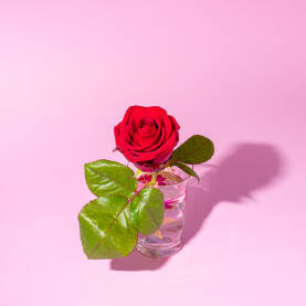Crvena ruža u čaši vode sa zelenim listovima na svijetloj roze podlozi.