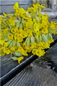 Jaglac/jagorčevina Buket žute biljke Jaglaca na crnom stolu. Jaglac, Primula vulgaris, jagorčevina, jagorčika, jaglika.
