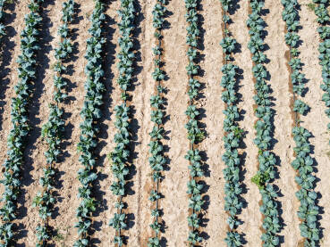 Kupus u polju. Zeleni i svježi listovi kupusa koji raste na navodnjavanom polju, snimak dronom. Organski kupus spreman za berbu.