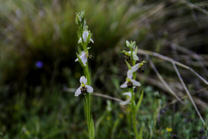 Endemska orhideja iz roda kokica ili pčelica (Ophrys)