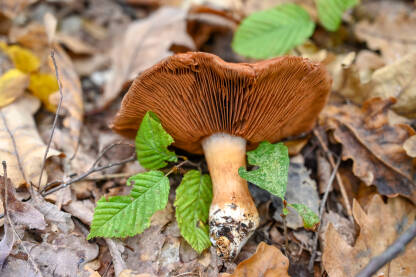 Svježe ubrana gljiva u šumi.