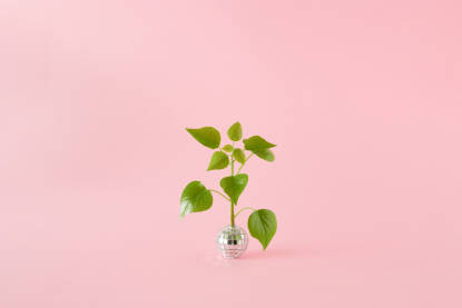 Grana sa zelenim listovima raste iz disko kugle na ružičastoj pozadini.