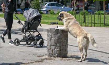 Ulični pas pije vodu. Napušteni pas pije vodu na česmi. Žedan pas tokom ljetnih vrućina.