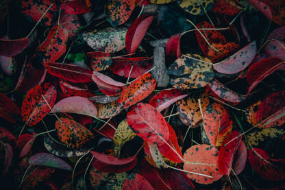 Jesen, šareno, crveno suvo lišće, boje jeseni