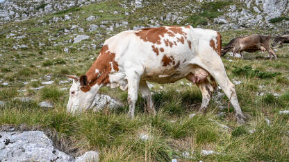 Krava pase travu u planini. Grupa domaćih krava na livadi jede zelenu travu.