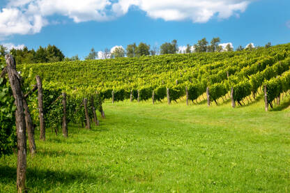 Grožđe i vinograd, farma za proizvodnju vina u ljetnim danima