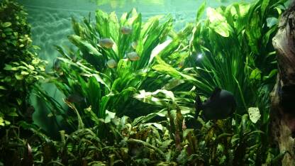 Tropske ribice u akvarijumu okružene zelenim biljkama.