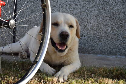 Pas leži pored invalidskih kolica