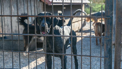 Napušteni psi u skloništu za životinje. Azil za pse.