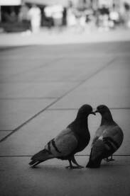Dva goluba koji se ljube i formiraju oblik srca