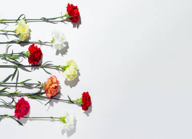 Bijeli, žuti, roze i crveni cvjetovi karanfila  vodoravno položeni na bijeloj pozadini.