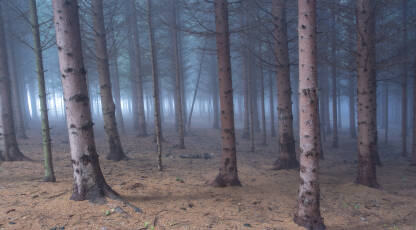 Gusta crnogorična šuma u magli sa svjetlom i izlazom u daljini. Jela, jelika, borovi, stabla, šuma i šumski motivi.