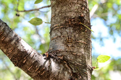 Cvrčak na drvetu. Kamuflirani insekt.