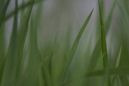 Vlati trave. Makro fotografija zelene trave. Priroda.
