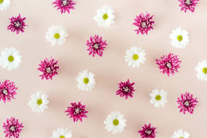 Pozadinski uzorak od cvjetova bijelih margarita ili ivančica i ljubičastih dalija na roze pozadini.