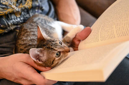 Čovjek čita knjigu dok mu mačka leži u krilu.