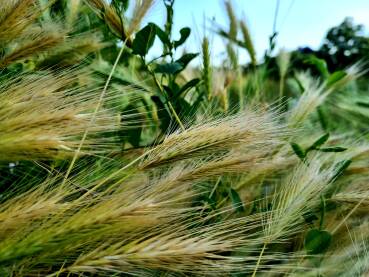Klasje pšenice u Slavoniji