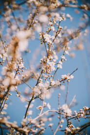 Behar na divljoj sljivi.