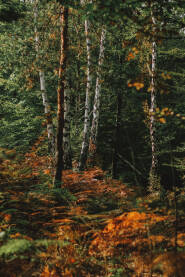 Boje jeseni u šumi.