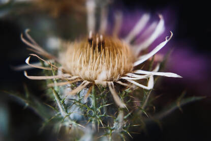 Karlina  (Carlina vulgaris), poznata i kao obična zečina ,  biljka  sa prepoznatljivim bodljikavim listovima i žućkastim cvjetnim glavicama.  Cvijet, krupni plan.