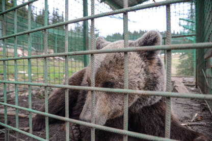 Tužna ženka medvjed iza ograde u zoo vrtu. Mrki medvjed u zatočeništvu. Jadni smeđi medvjed živi u čeličnom kavezu iza rešetaka. Divlja životinja zaključana iza gvozdenih rešetki.