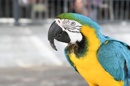 Portret prelijepe egzotične ptice. Veliki šareni papagaj gleda u kameru. Ara ptica.