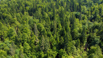 Šuma na planini, snimak dronom. Bjelogorično i crnogorično drveće u proljeće.