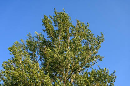 Zeleno lišće i grane topole.