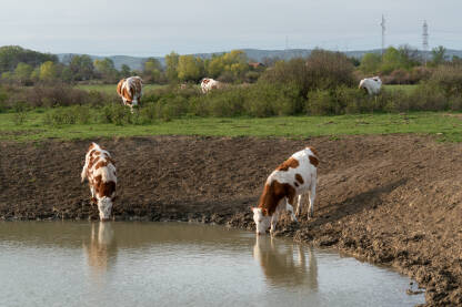Krave na pojilištu, životinje piju vodu