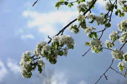 Grancica sa belim cvetovima i zelenim listicima, plavo nebo u pozadini