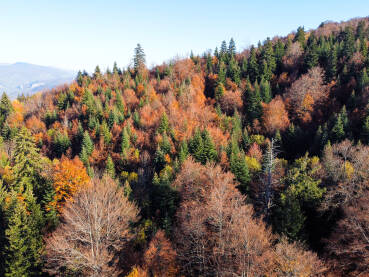 Boje jeseni u planini, snimak dronom. Šarena šuma na planinama u jesen. Prekrasna listopadna šuma, snimak odozgo.