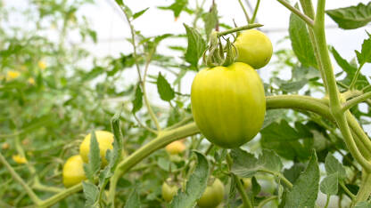 Paradajz raste na grmu u stakleniku. Nasadi mladih biljaka rajčice, krupni plan. Organsko povrće.