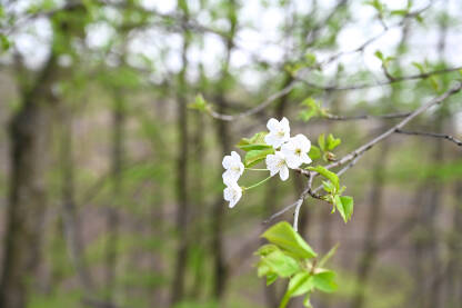 Procvjetalo drvo u šumi. Bijelo cvijeće na granama u proljeće. Drvo divlje trešnje.
