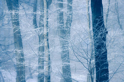 Smrznute grane bukovih stabala