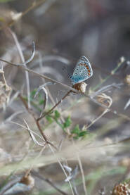 Dnevni leptir iz porodice plavaca (Lycaenidae)