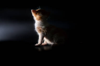 Studio fotografija žutog mačića naspram tamne podloge