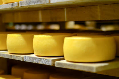 Sirevi na drvenim policama. Sušenje sira fabrici. Kolutovi žutog i zrelog sira u skladištu. Proizvodnja hrane.