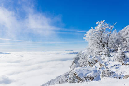 Snijegom i injem prekriveno drveće. Plavo nebo kao pozadina