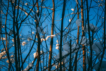 Grane drveća sa sniježnim nanosima i plavim nebom u pozadini