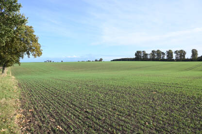Prelijepo pšenično polje u jesen. Žitarice rastu na u polju blizu sela u Njemačkoj. Poljoprivreda.